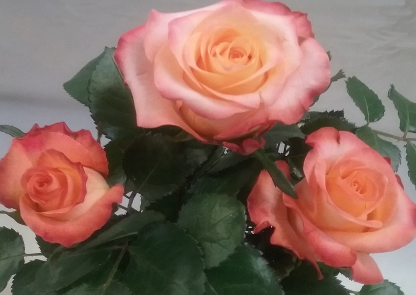 ROSE MONALISA KENIA 50